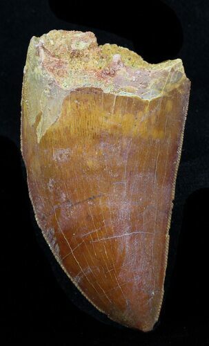 Serrated Carcharodontosaurus Tooth - Mahogany Colored #32408
